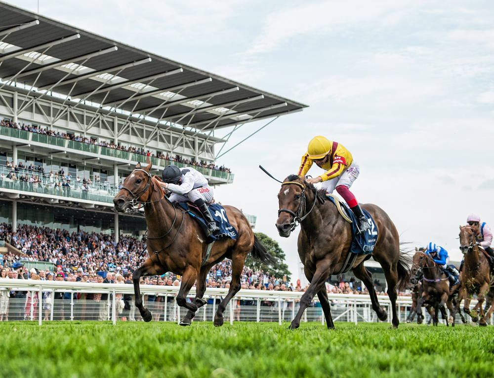 Marsha Horse race at Ascot Racecourse with thoroughbred horses and jockeys competing in front of a packed grandstand.